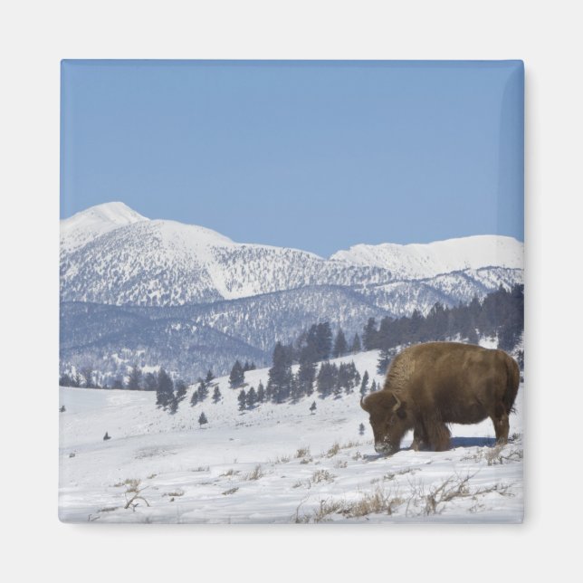 Imã EUA, WY, Parque Nacional Yellowstone, Bisonte Amer (Frente)