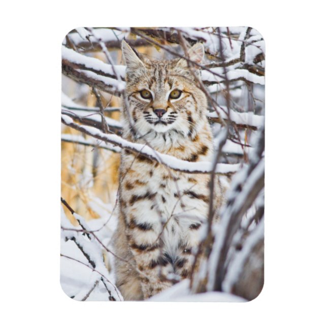 Ímã EUA, Wyoming, Bobcat (Vertical)