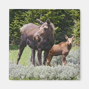 Imã EUA, Wyoming, Montanhas Bighorn, alce Alces