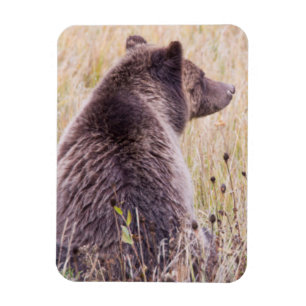 Ímã EUA, Wyoming, Parque Nacional de Yellowstone, Griz