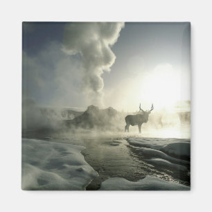 Imã EUA, Wyoming, Parque Nacional de Yellowstone. Nasc