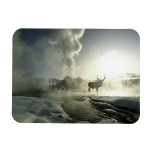 Ímã EUA, Wyoming, Parque Nacional de Yellowstone. Nasc