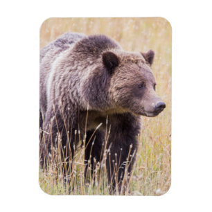 Ímã EUA, Wyoming, Parque Nacional de Yellowstone, Urso