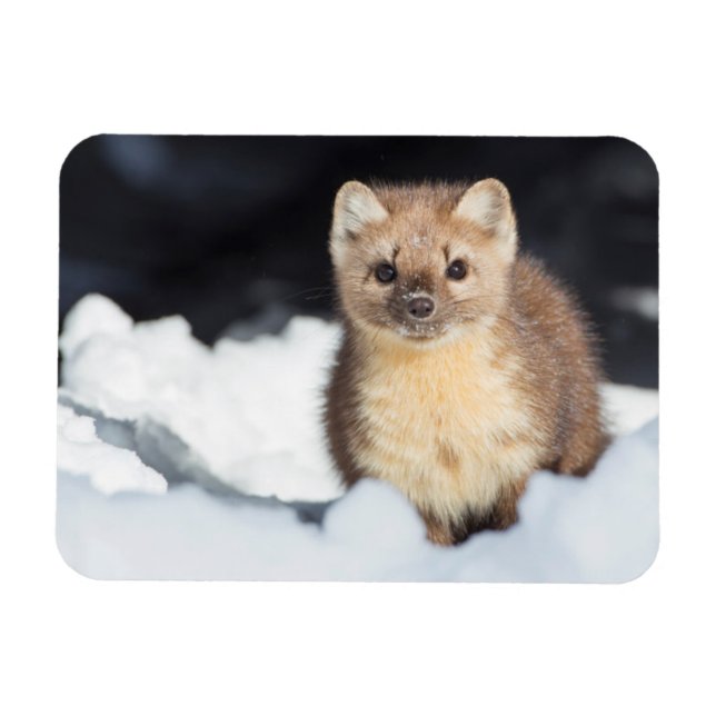 Ímã EUA, Wyoming, Parque Nacional Yellowstone (Horizontal)