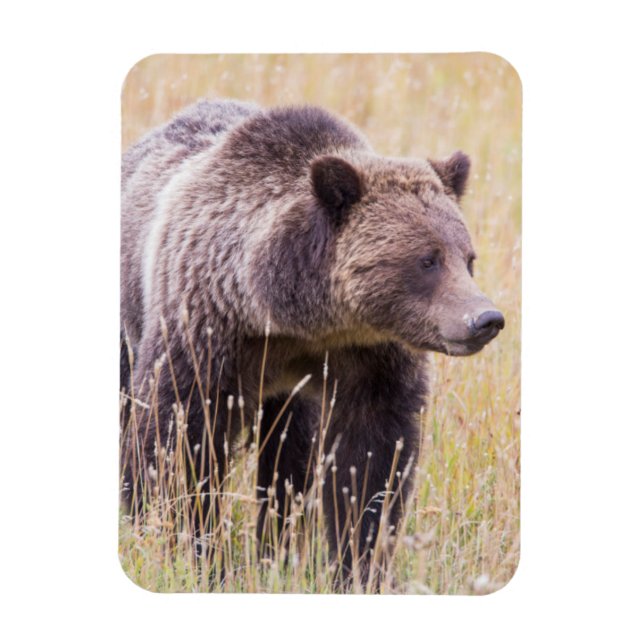 Ímã EUA, Wyoming, Parque Nacional Yellowstone, Grizzly (Vertical)