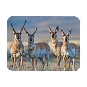 Ímã EUA, Wyoming, Quatro antílopes machos