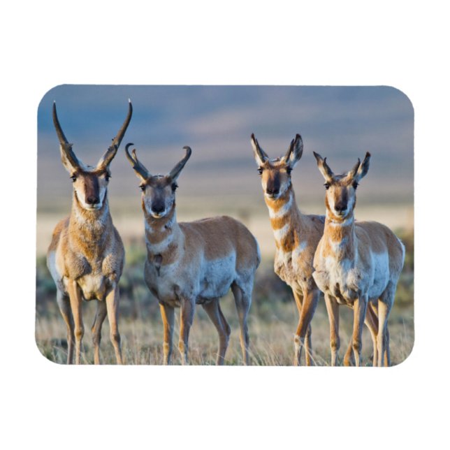 Ímã EUA, Wyoming, Quatro antílopes machos (Horizontal)