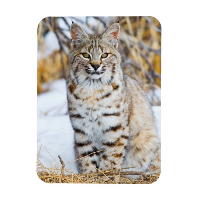 Ímã EUA, Wyoming, Retrato de Bobcat (Vertical)