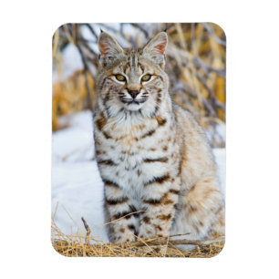 Ímã EUA, Wyoming, Retrato de um lince-vermelho