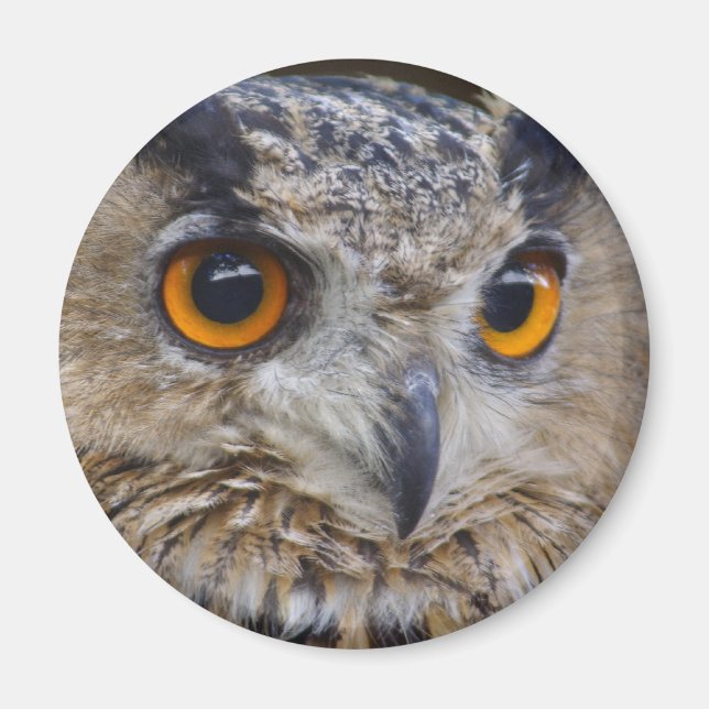 Imã Eurasian Eagle Owl (Frente)