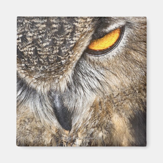 Imã Eurasian Eagle Owl (Bubo bubo) (Frente)