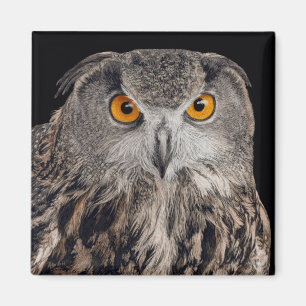 Imã Eurasian Eagle Owl Magnet