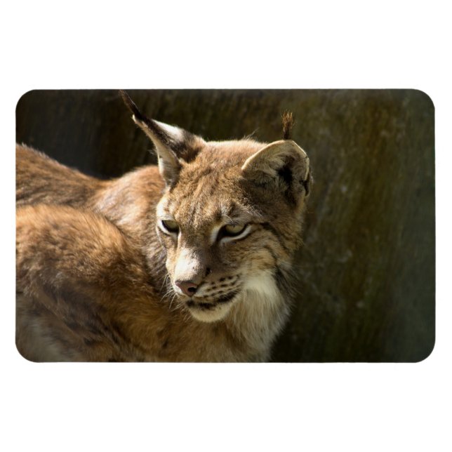 Ímã Eurasian Lynx (Horizontal)