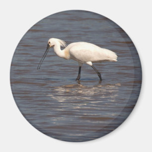 Imã Eurasian Spoonbill