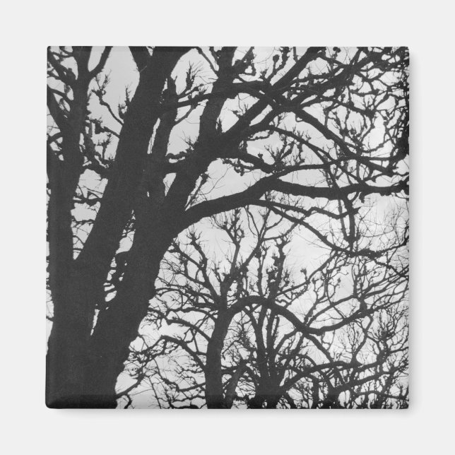 Imã Europa, França, Paris. Árvores de inverno, Marco (Frente)