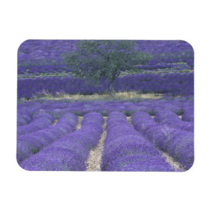 Ímã Europa, França, Provença, Sault, Campos de lavanda