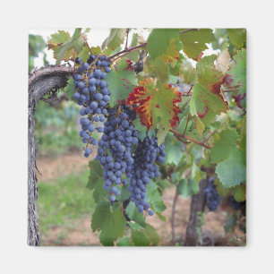 Imã Europa, França, Roussillon. Vinhas, com