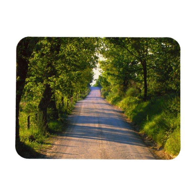 Ímã Europa, Itália, Toscana, estrada em árvore (Horizontal)