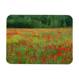 Ímã Europa, Itália, Toscana, papoilas vermelhas no ca