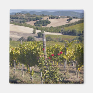 Imã Europa, Itália, Úmbria, perto de Montefalco, Vinha