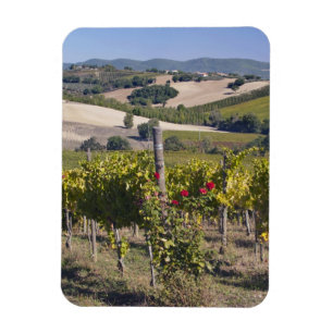 Ímã Europa, Itália, Úmbria, perto de Montefalco, Vinha