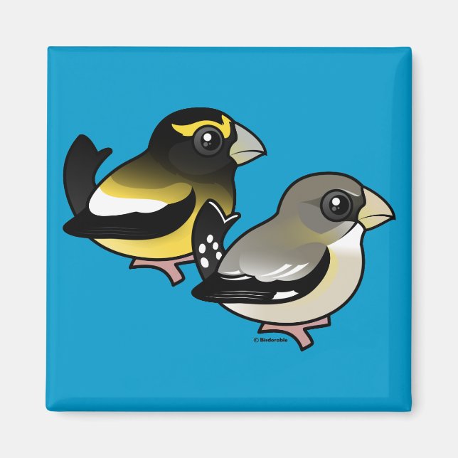 Imã Evening Grosbeak par (Frente)