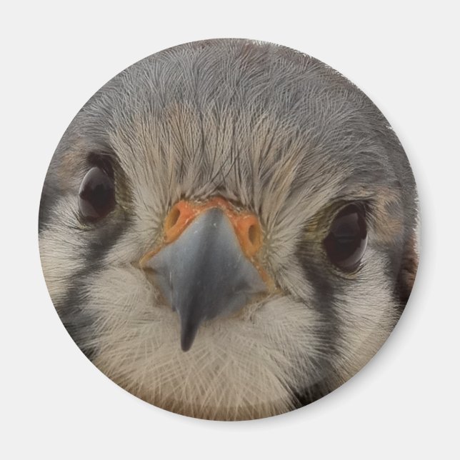 Imã Everett (Frente)