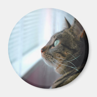Imã Evey, o Gatinho contempla lá fora