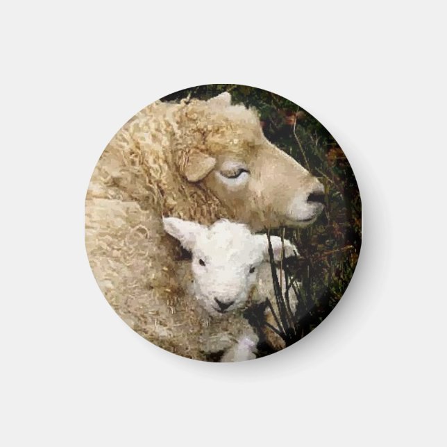 Imã Ewe e Lamb Magnet (Frente)