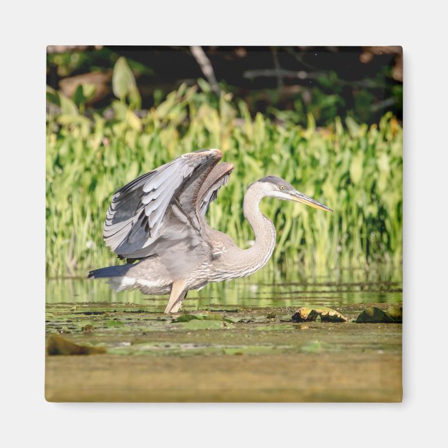 Imã Excelente Blue Heron (Frente)