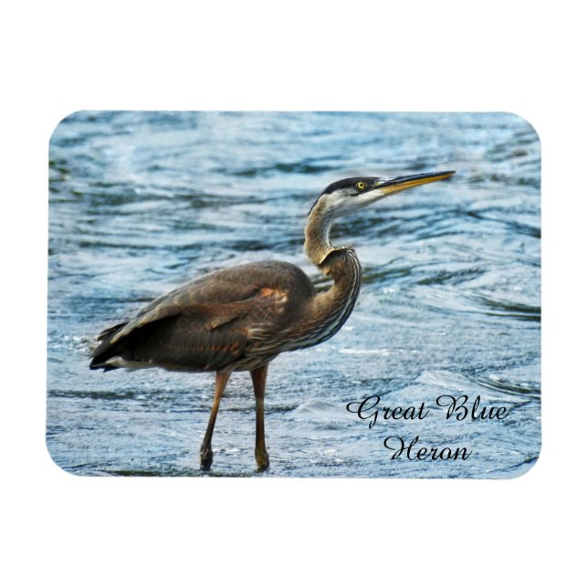Ímã Excelente Blue Heron (Horizontal)