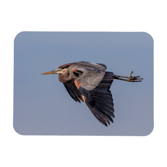 Ímã Excelente Blue Heron em voo (Horizontal)