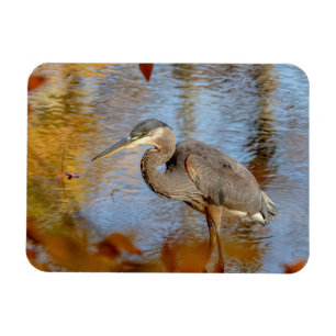 Ímã Excelente Blue Heron enquadrado com folhagem de ou