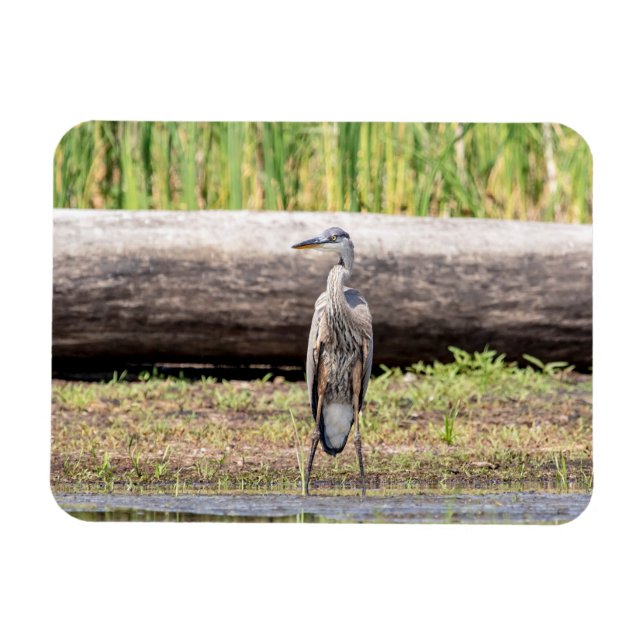 Ímã Excelente Blue Heron no lago Champlain (Horizontal)
