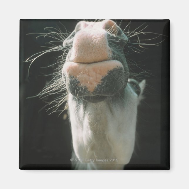 Imã Excelente Britian (Frente)