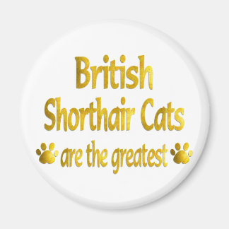 Imã Excelente British Shorthair