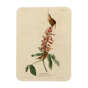 Ímã Excelente Carolina Wren - As Aves da América de Au