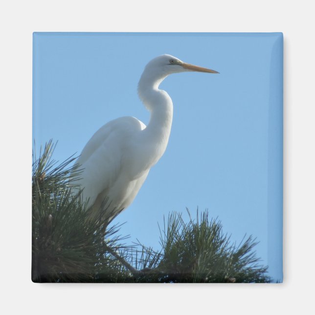 Imã Excelente Egret em Sunny Florida (Frente)