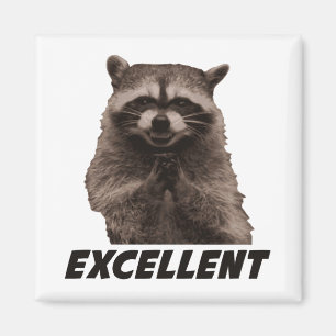 Imã Excelente Mau Plotting Raccoon
