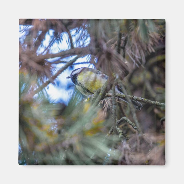 Imã Excelente (Parus major) (Frente)