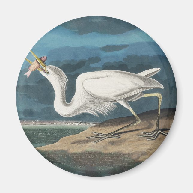 Imã Excelente White Heron Audubon Bird Willife Paintin (Frente)