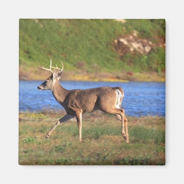 Imã Executando o Buck Magnet (Frente)