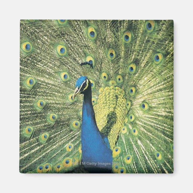 Imã Exibição de Peacock (Frente)