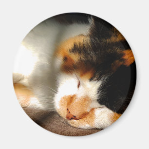 Imã Exposição ao sol do gato de chita