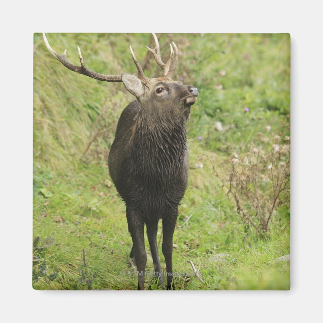 Imã Ezo Deer (Frente)