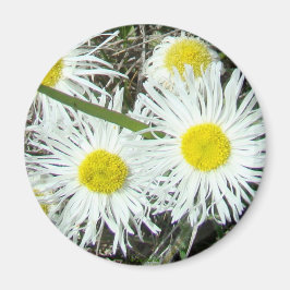 Imã F10 Flores Silvestres Brancas Erigeron Cespitoso