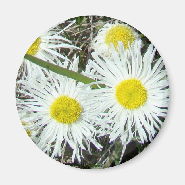 Imã F10 Flores Silvestres Brancas Erigeron Cespitoso (Frente)