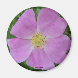 Imã F11 Rosa Selvagem "Rosa arkansana"