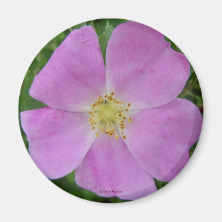Imã F11 Rosa Selvagem "Rosa arkansana"