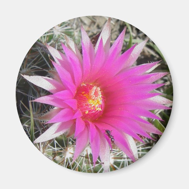 Imã F12 Flor de Cactus "Escobaria vivipara" (Frente)